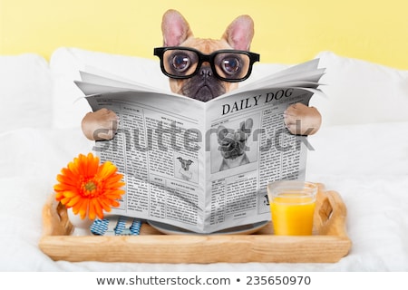 商業照片: Dog In Bed Reading Newspaper