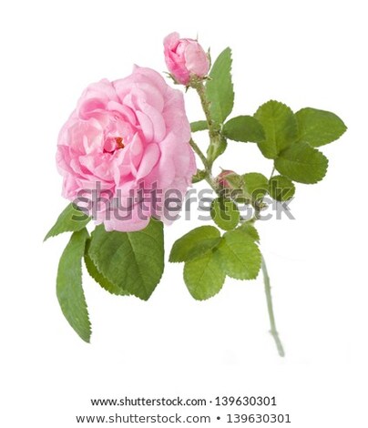 Сток-фото: Bright Beautiful Tea Rose Bud Isolated On White