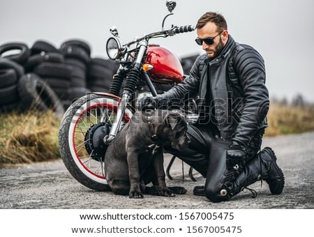 Foto d'archivio: Dog On Motorbike