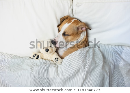Stock fotó: Dog Sleeping Or Dreaming In Bed
