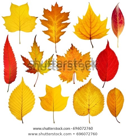 Stock fotó: Dried Autumn Leaves Isolated On White Background