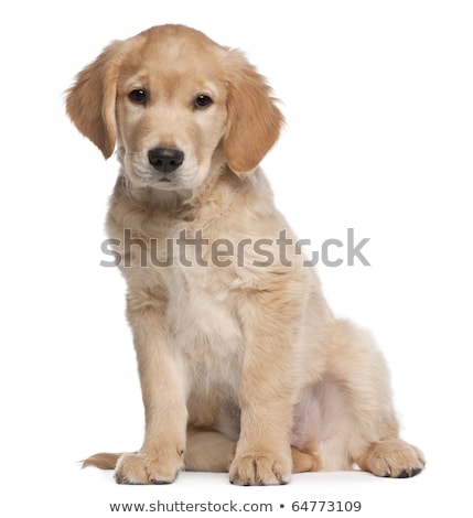 Stok fotoğraf: Studio Shot Of Two Adorable Golden Retriever