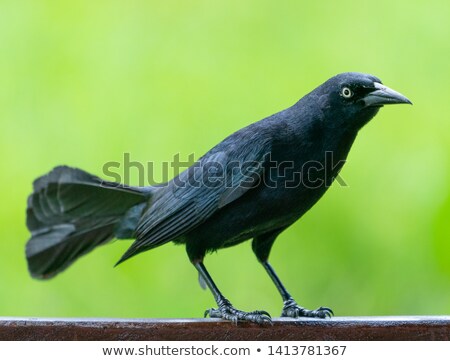 Stock fotó: Carib Grackle Or Greater Antillean Blackbird On Green