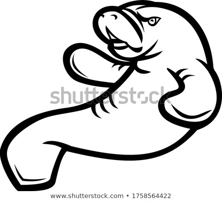 Foto stock: Angry Manatee Swimming Up Mascot Black And White