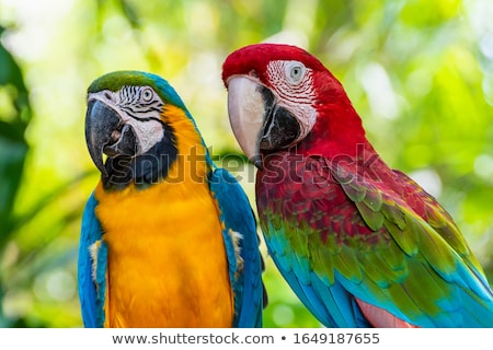 Foto d'archivio: Colorful Macaw