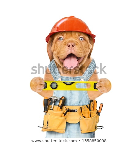 Stock photo: Craftsman Dog