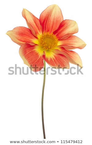 Stock photo: Blooming Dahlia Shot With Large Depth Of Field Dof