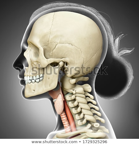 Stock photo: 3d Rendered Illustration - Larynx