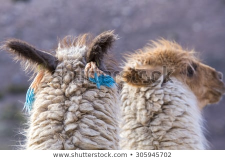 Сток-фото: Quebrada De Humahuaca Central Andes Altiplano Argentina