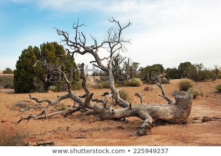 Stock foto: Twisted Fallen Pinyon Pine Tree