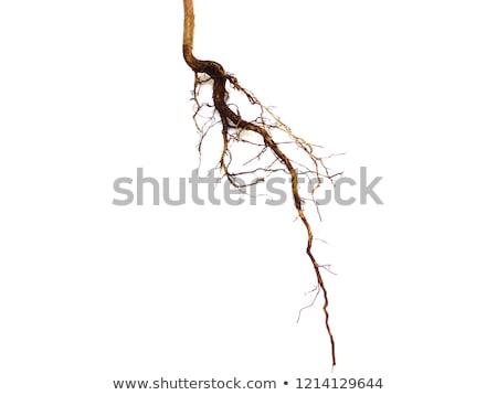 Stock photo: Single Plant With Root Isolated On White