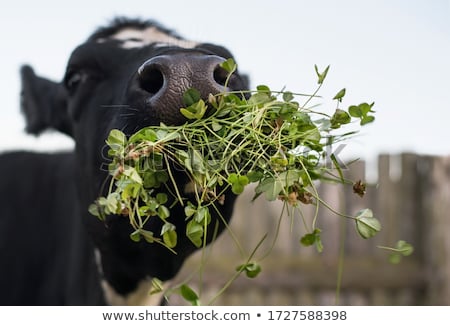 Сток-фото: Cow Eating Grass In A Field