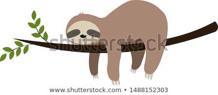 Stock fotó: Sleeping Sloth Poster