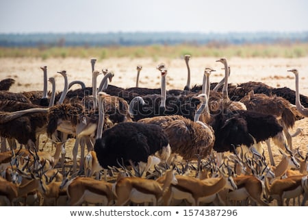 ストックフォト: Water Scene With Many Wild Animals