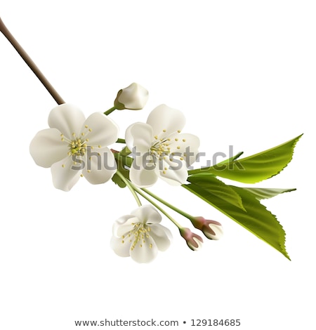 Plum Flowers Isolated On White Stok fotoğraf © tassel78