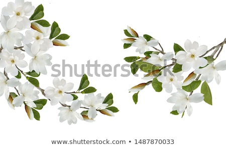 Stock photo: Blooming Apple Tree Flowers In Spring As Floral Background