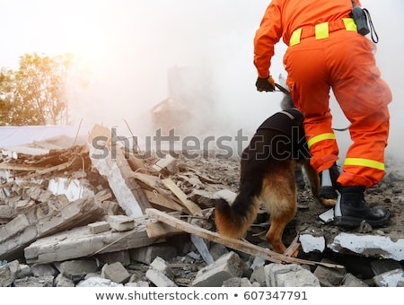 Foto stock: Rescue Dog