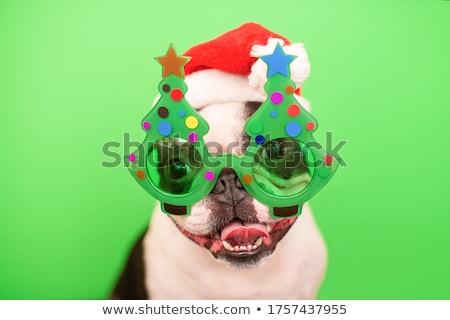 Stock fotó: Dogs On Christmas Holidays