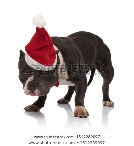 Stock foto: Curious And Stylish American Bully Wearing Black Hat And Bowtie