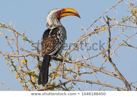 Stock fotó: Southern Yellow Billed Hornbill Tockus Leucomelas The Flying Ban