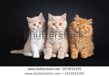 ストックフォト: Creme With White British Shorthair Kitten On Black