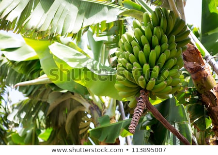 Stockfoto: Canarian Banana Plantation Platano In La Palma