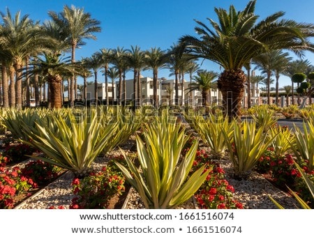 Foto d'archivio: The Tropical Garden In Egypt