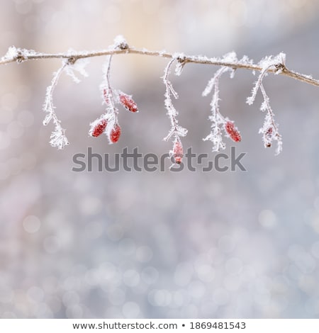 Foto stock: Beautiful Calm Winter Day With Outfocus Background