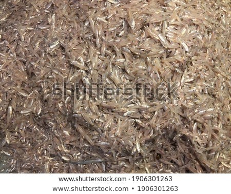 Stock foto: Fresh Anchovies Prepared Seafood Background Texture Raw Food