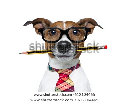 [[stock_photo]]: Accountant Dog
