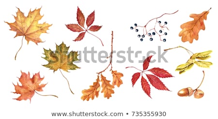 Stockfoto: Watercolor Autumn Leaf Isolated On White Background