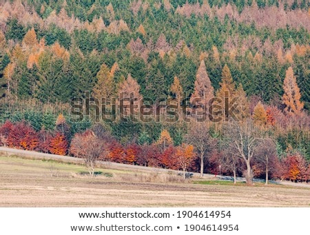 Landscape Image Of Beautiful Vibrant Lush Green Forest Woodland Zdjęcia stock © Artush