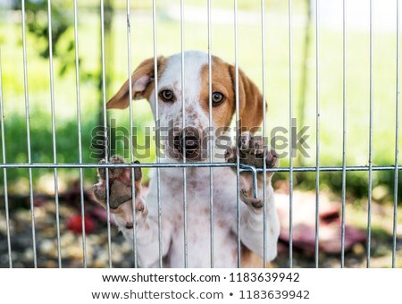 Foto stock: Dog In Shelter Cage