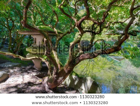 Stock photo: Upper Pond At Portland Japanese Garden