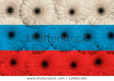 Stylized National Flag Of Russia With Gerbera Flowers [[stock_photo]] © vepar5