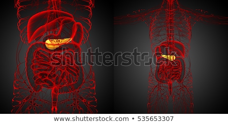 Imagine de stoc: 3d Render Medical Illustration Of The Gallblader And Pancrease