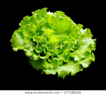 [[stock_photo]]: Green Organic Lettuce Salad Leaves On Wet Black Background