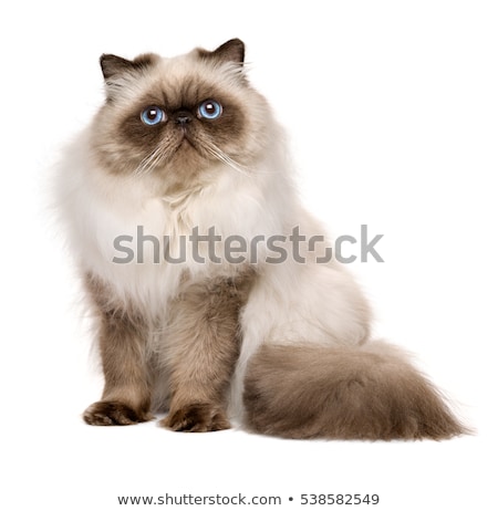 Stockfoto: Persian Kitty