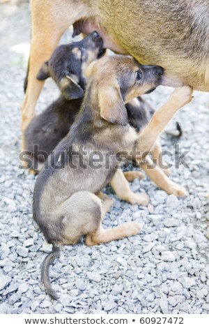 Foto stock: Female Dogs Detail With Puppies Tobago