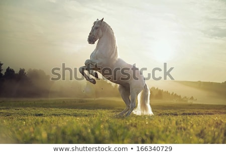 Stock photo: White Horse In Sunset