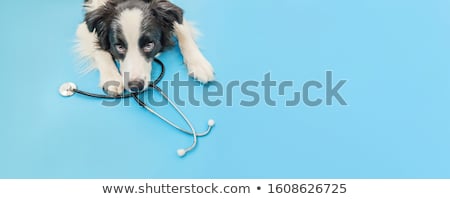 Zdjęcia stock: Dog Healthcare