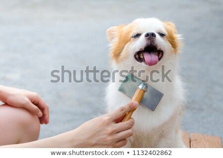 Foto stock: Dog With Comb