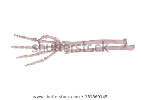 Count4 - Hand And Arm Of Bones Stock foto © pterwort