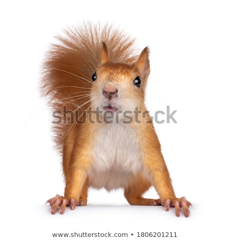 Stock photo: Curious Squirrel