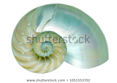Stok fotoğraf: Snail Shell