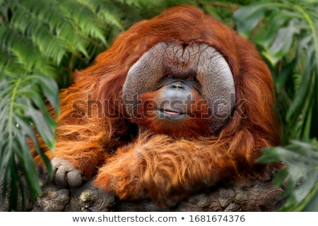 Foto d'archivio: Male Orangutan Resting