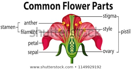 Stock photo: Flower Parts