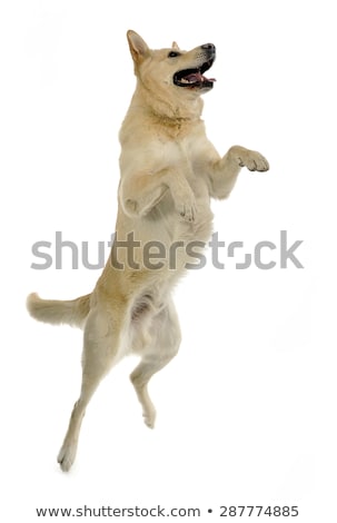 Imagine de stoc: Mixed Breed Funny Face Dog Jump Up In Studio