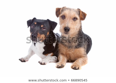 Imagine de stoc: Mixed Breed Wired Hair Dog Portrait In Black Studio Background