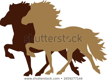 Stock fotó: Two Icelandic Horses
